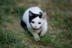 Elie POUYANNE - DIRECTED BY ELIE